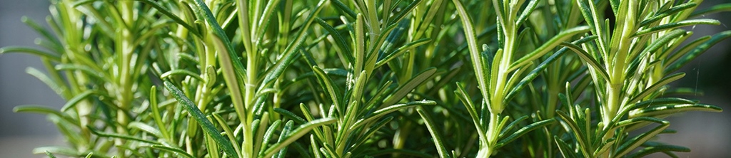 迷迭香提取物在護膚化妝品中的功效與作用