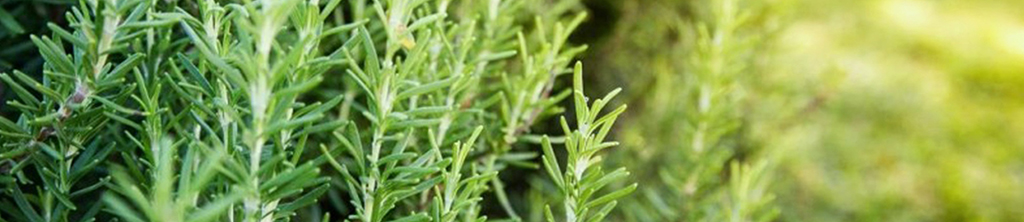 迷迭香有哪些提取方法？