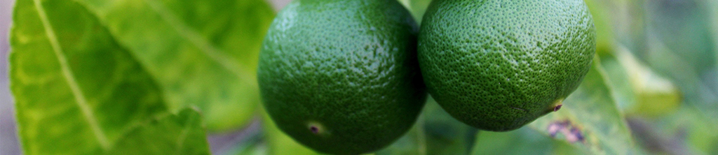 枳實(shí)提取物中的辛弗林能為你的健康盡一份力