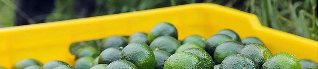 枳實(shí)黃酮的性質(zhì)與用途