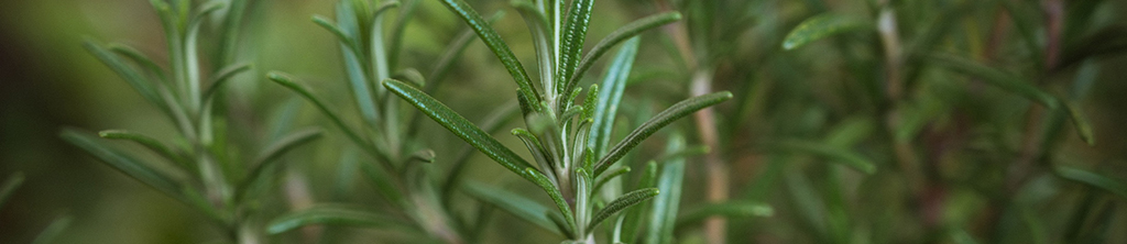 迷迭香純露功效與用法