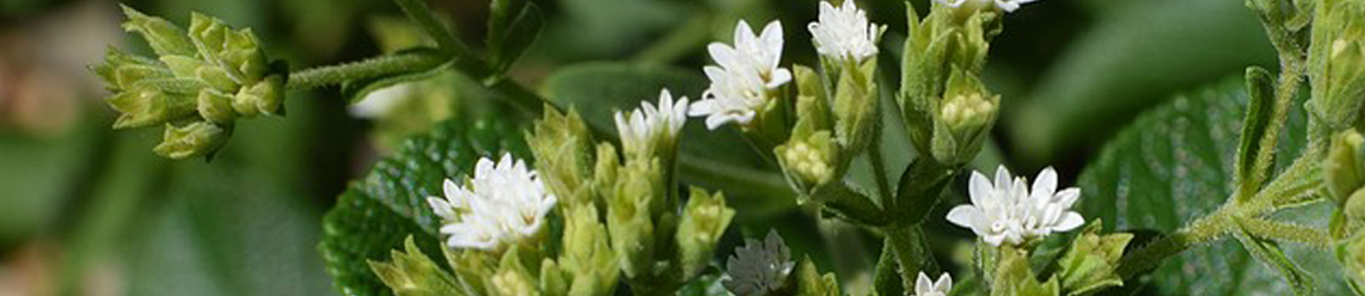 新疆鞏留縣萬(wàn)畝甜葉菊長(cháng)勢良好