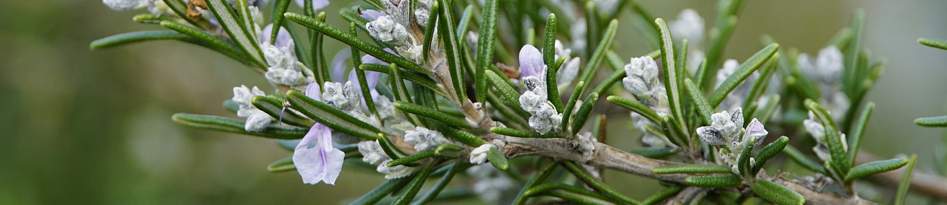 迷迭香提取物，“多命”的天然抗氧化劑