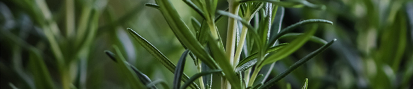 迷迭香提取物成抗氧化劑領(lǐng)域新貴