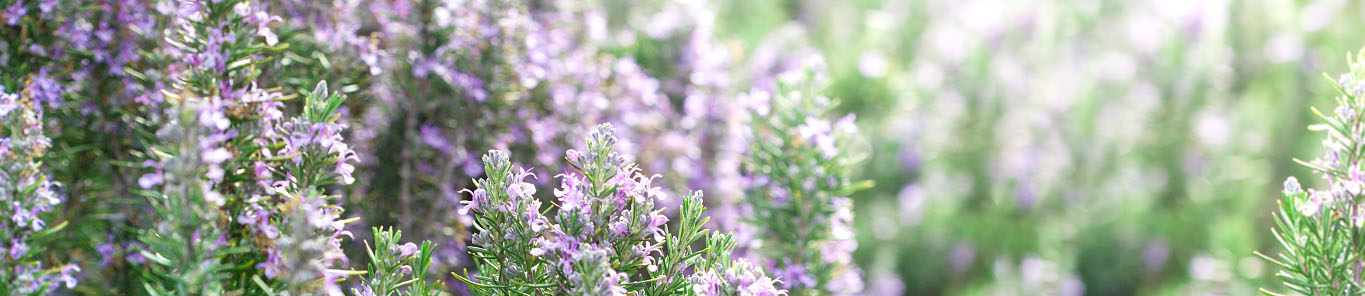 迷迭香提取物在養殖業(yè)中的應用