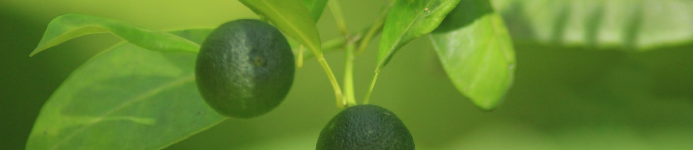 帶你了解減肥助手枳實(shí)提取物——辛弗林