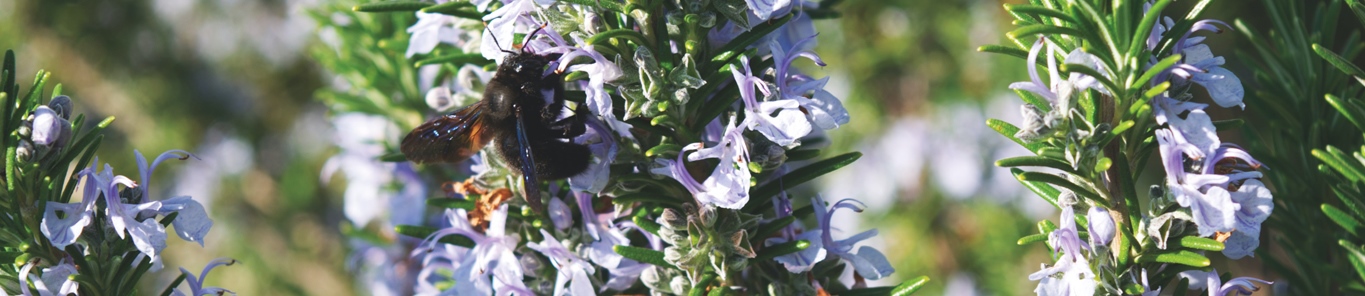 迷迭香提取物的藥用價(jià)值主要體現在哪些方面？