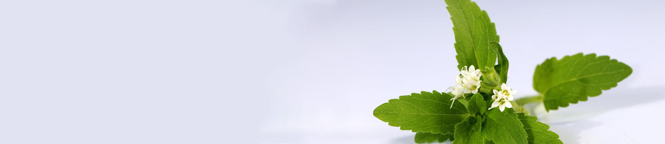 甜葉菊提取物為何深受?chē)鴥韧庀矚g？