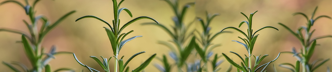 迷迭香提取物抗氧化劑：油溶性好還是水溶性？