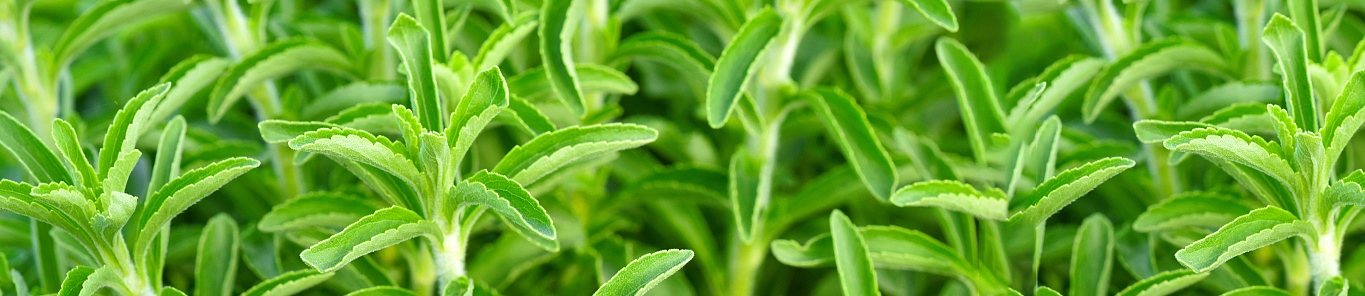 迷迭香提取物，向天然靠近的食品添加劑