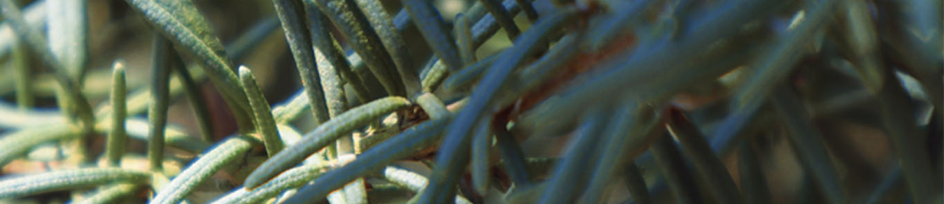 迷迭香的品種及應用價(jià)值