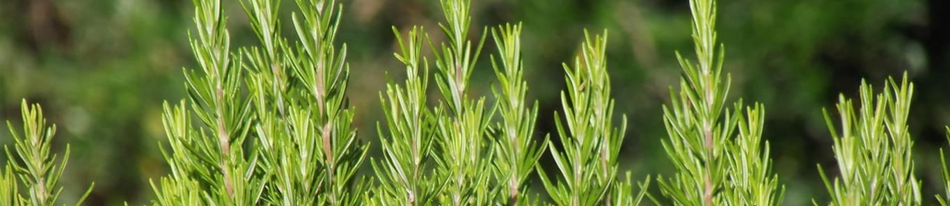 迷迭香提取物未來(lái)應用前景怎么樣？