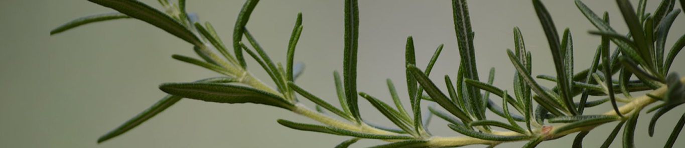 天然抗氧化劑，迷迭香的多重功效