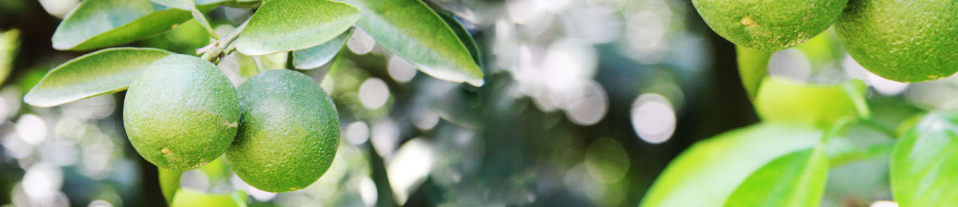 橙皮甙是如何幫助保護心血管疾病的？