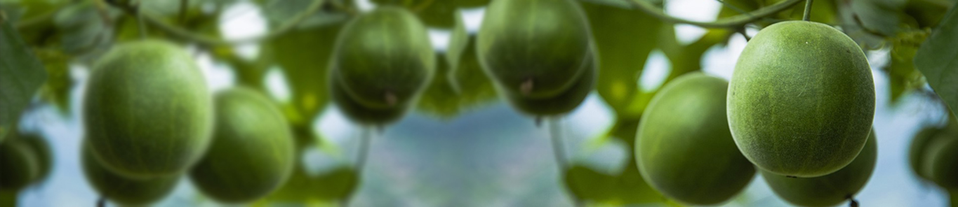 羅漢果是如何走向世界的？