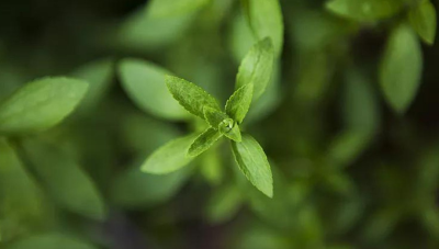 天然的甜葉菊提取物：比普通蔗糖甜度高300倍，還具有熱量低