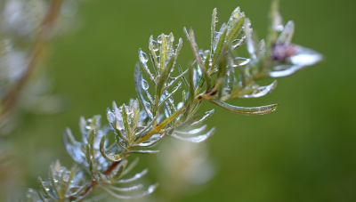 為什么人們如此喜歡迷迭香精油？