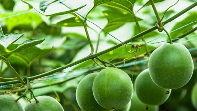 羅漢果提取物：甜度約是蔗糖的300倍，你知道嗎？