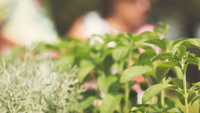 糖草甜葉菊提取物甜味劑：天然、綠色、低熱量、高甜度的來(lái)源