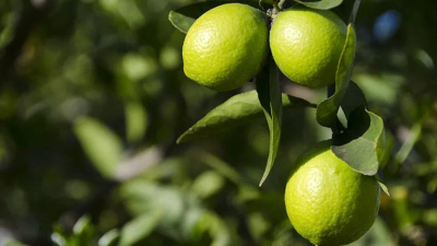 酸橙中的寶藏：枳實(shí)提取物