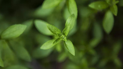 甜葉菊提取物——世界第三代天然零熱量健康糖源