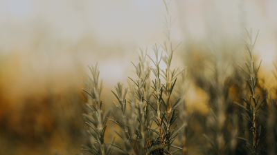 迷迭香提取物——食品保鮮