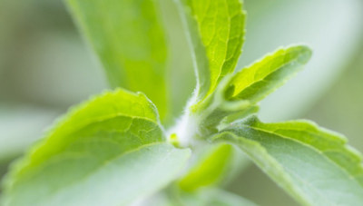 認識甜葉菊提取物甜味劑——甜菊糖總苷