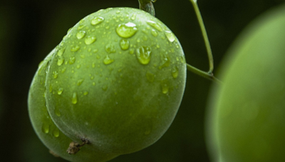 羅漢果提取物甜味劑，“減糖不減甜”