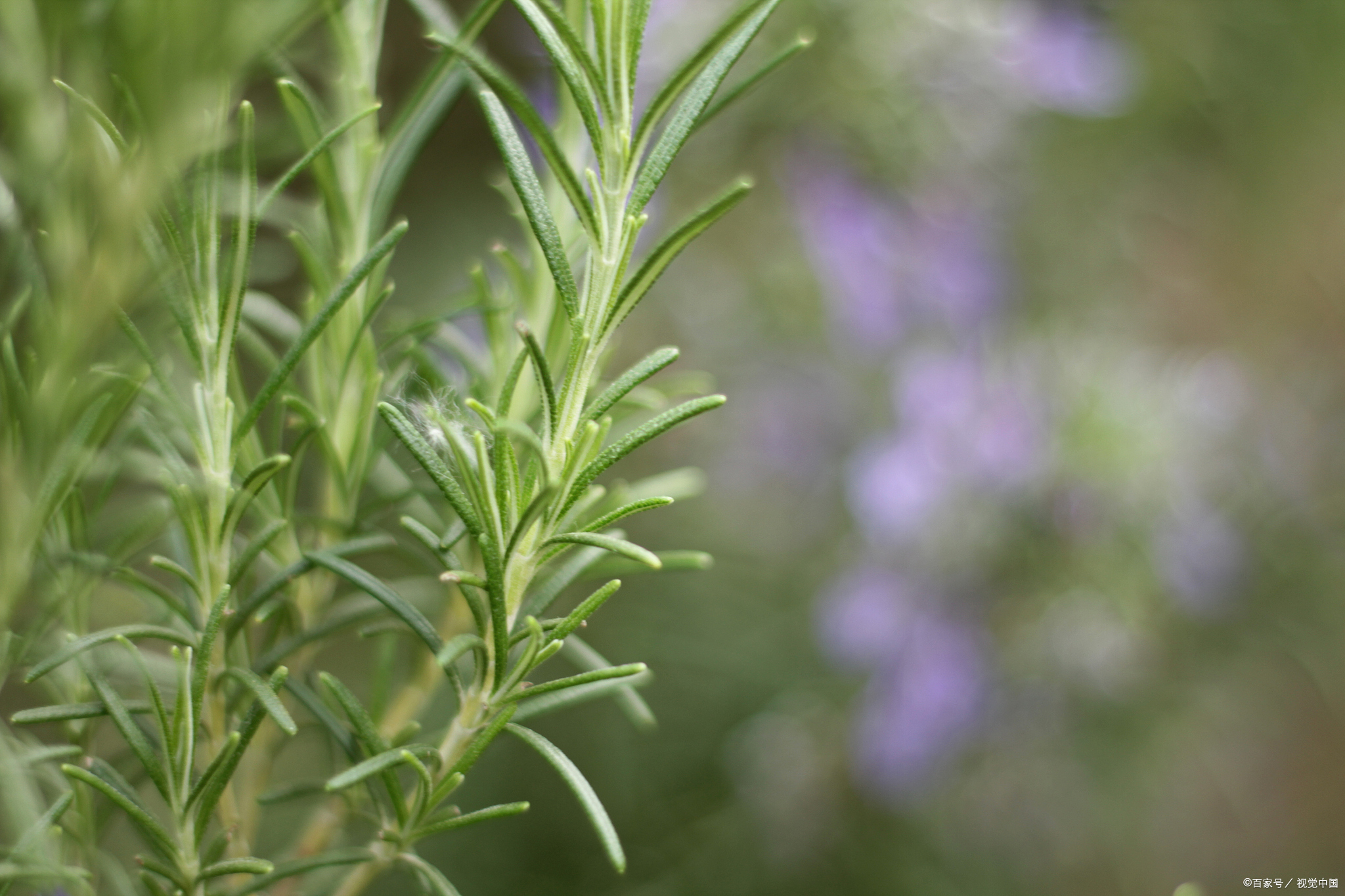 迷迭香酸：草本珍寶，健康的香草秘密