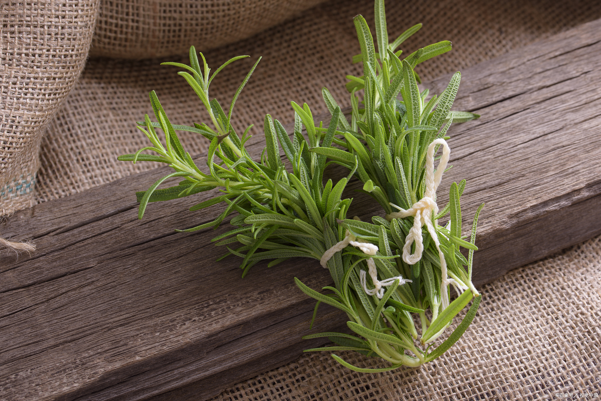 熊果酸：自然美容界的新寵與健康益處