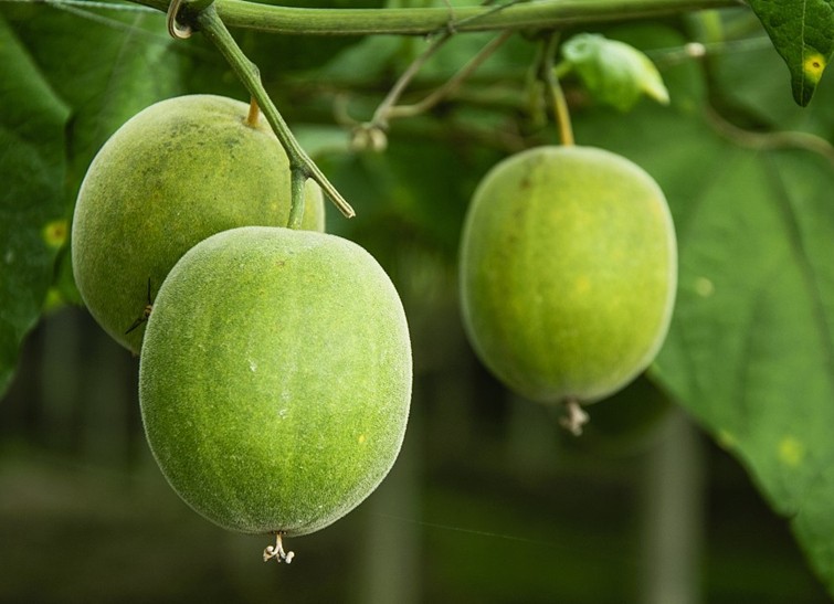 天然的糖替代品：羅漢果提取物