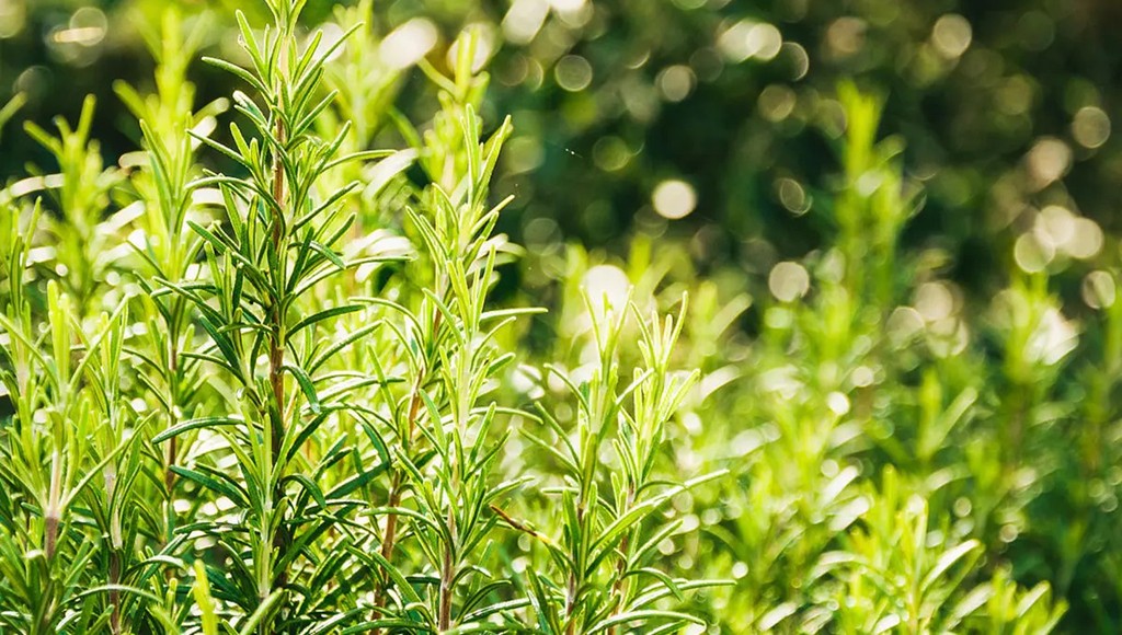 迷迭香. 迷迭香.