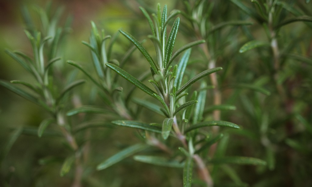 babette-landmesser babette-landmesser