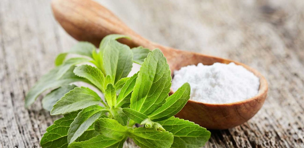 stevia-plant_副本 stevia-plant_副本