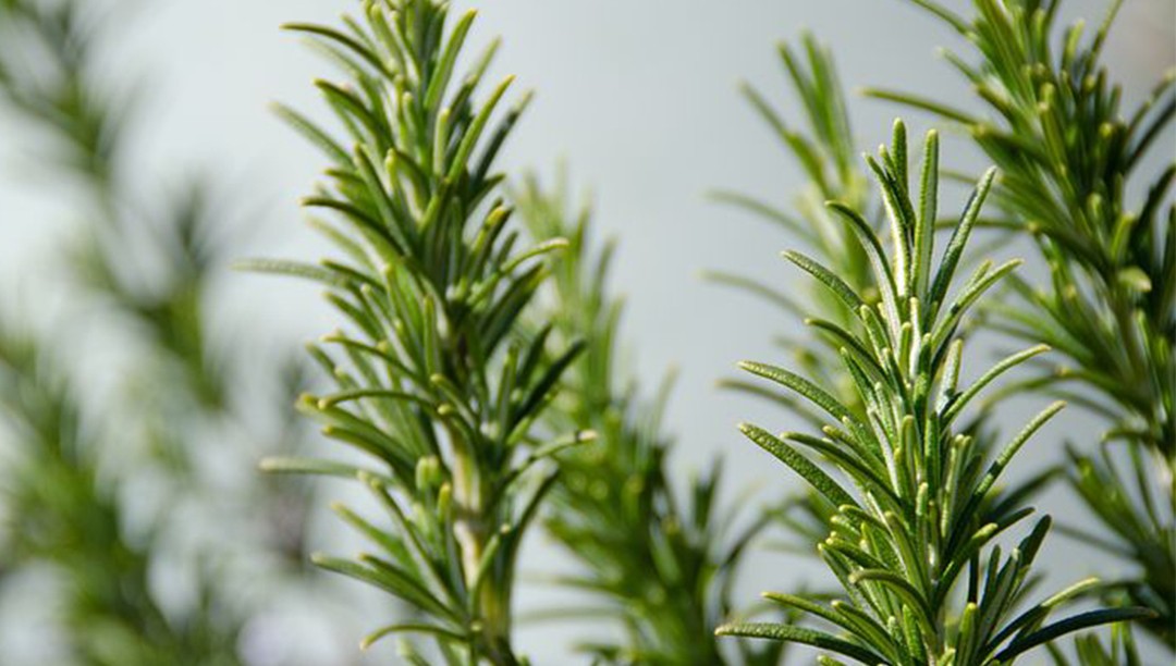 迷迭香提取物在肉制品領(lǐng)域的應用