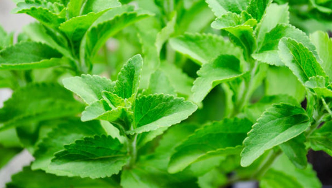 甜葉菊提取物——天然甜味劑的發(fā)展前景