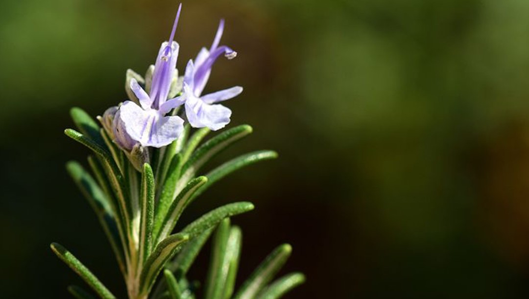 迷迭香提取物是誘食劑嗎？迷迭香提取物在寵物食物中充當什么角色？