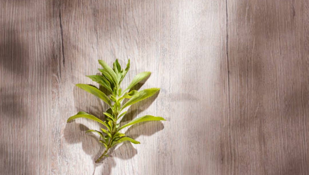 甜葉菊提取物在食品飲料領(lǐng)域的應用