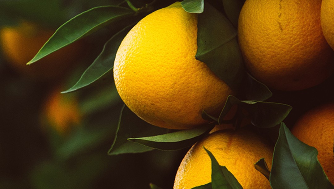 天然興奮劑：枳實(shí)提取物辛弗林