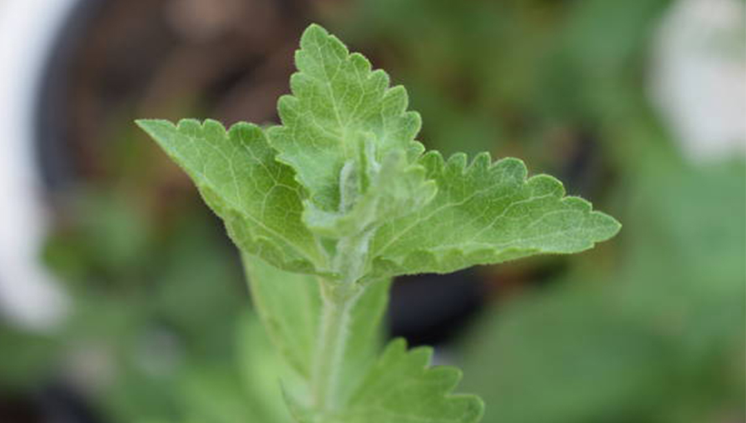 了解新的代糖——甜葉菊提取物