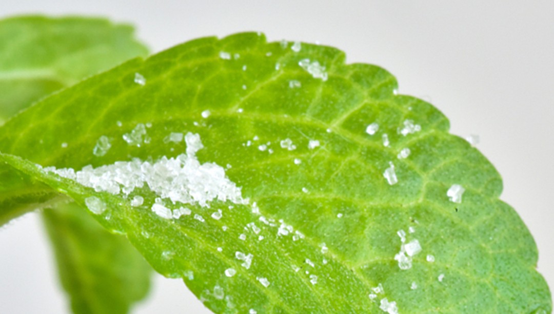 告別化學(xué)成分，用迷迭香純露打造健康肌膚