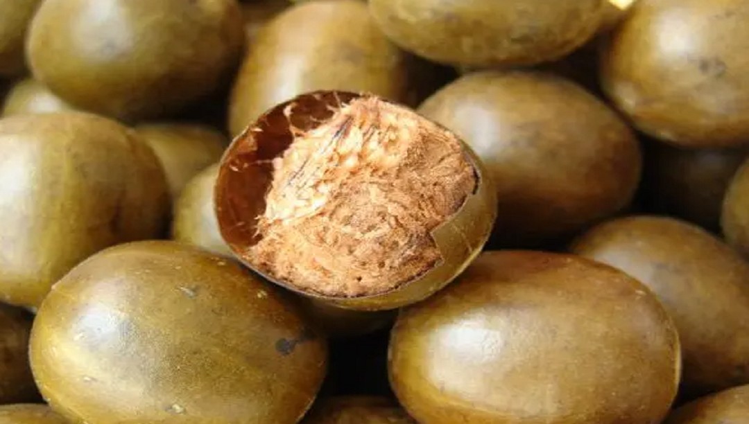 生活中被忽視的貢品——羅漢果