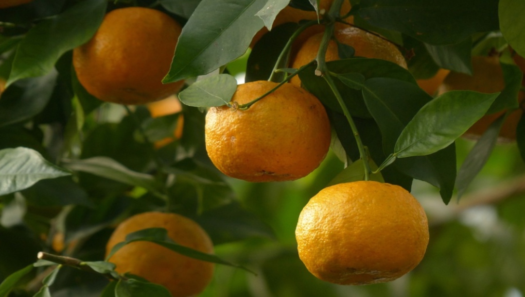 枳實(shí)提取物：從古代草藥到現代食品添加劑