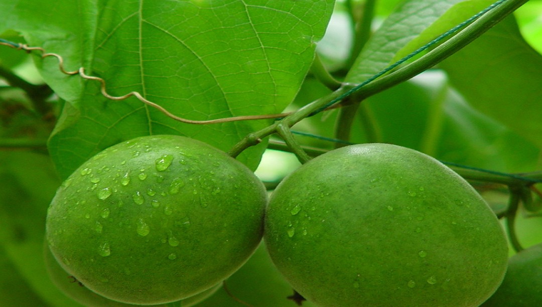 羅漢果：一種多功能的天然甜味劑和清涼劑