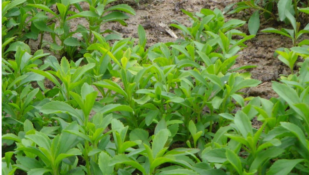 甜葉菊提取物的優(yōu)勢與發(fā)展