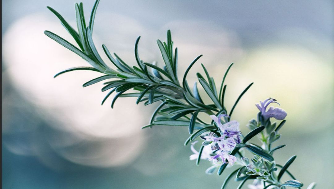 迷迭香酸的作用和應用前景