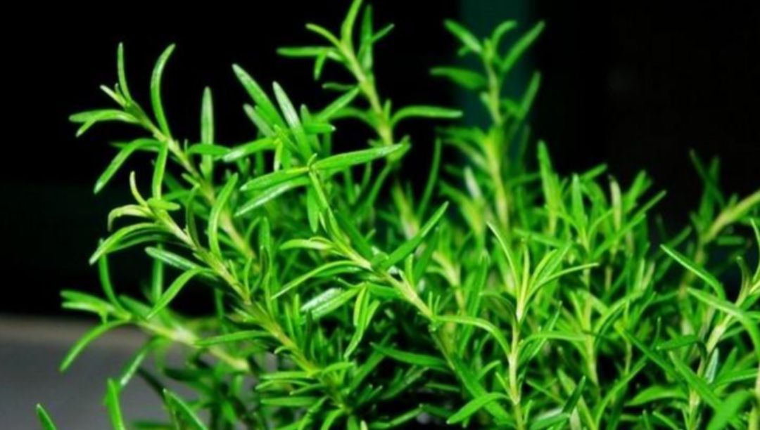 迷迭香在生活中的應用