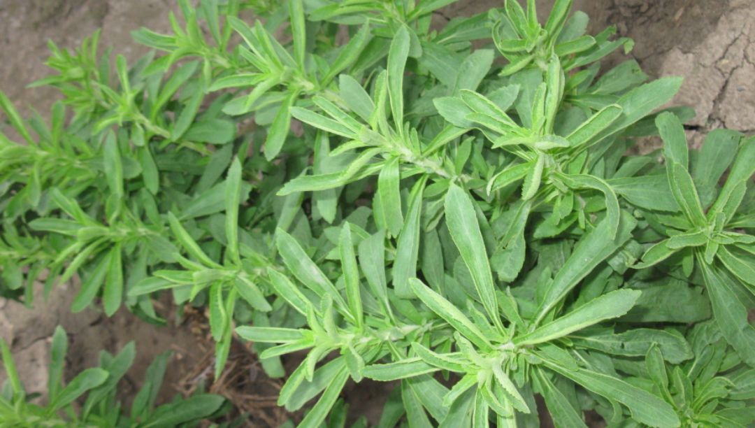 甜葉菊提取物的功能和市場(chǎng)