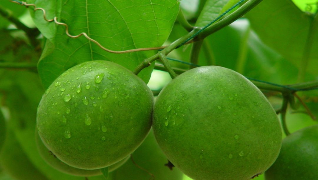 羅漢果提取物：甜味與健康的完美結合