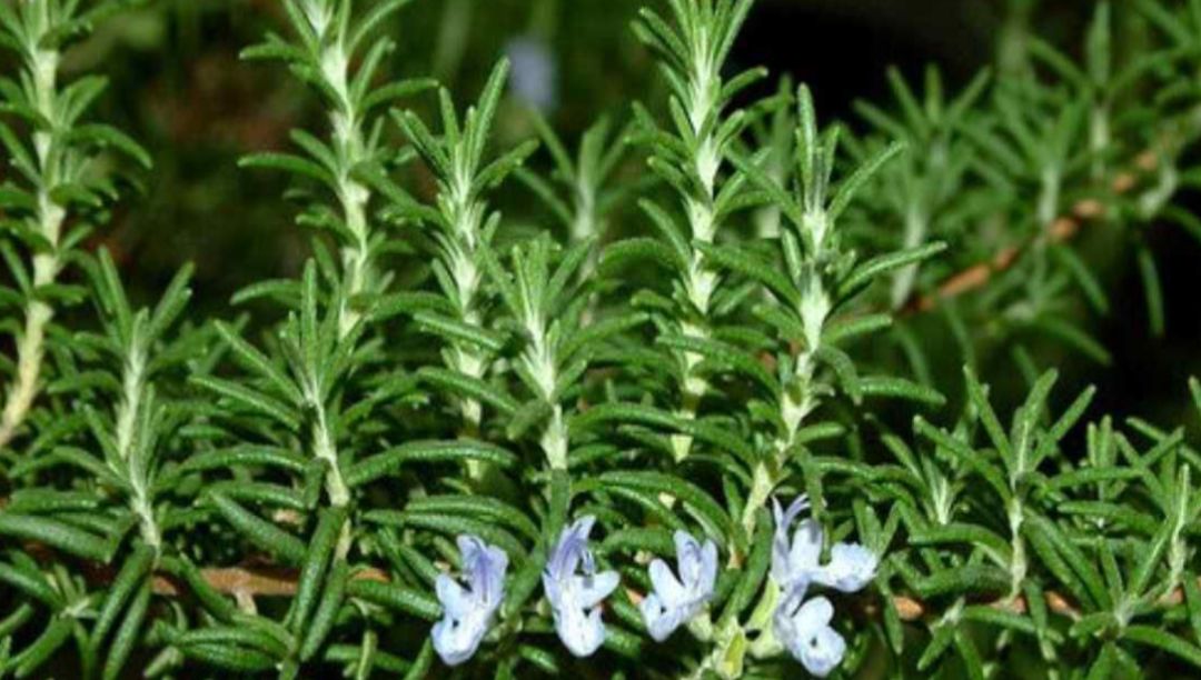 迷迭香精油：從發(fā)展到使用的全方位解析